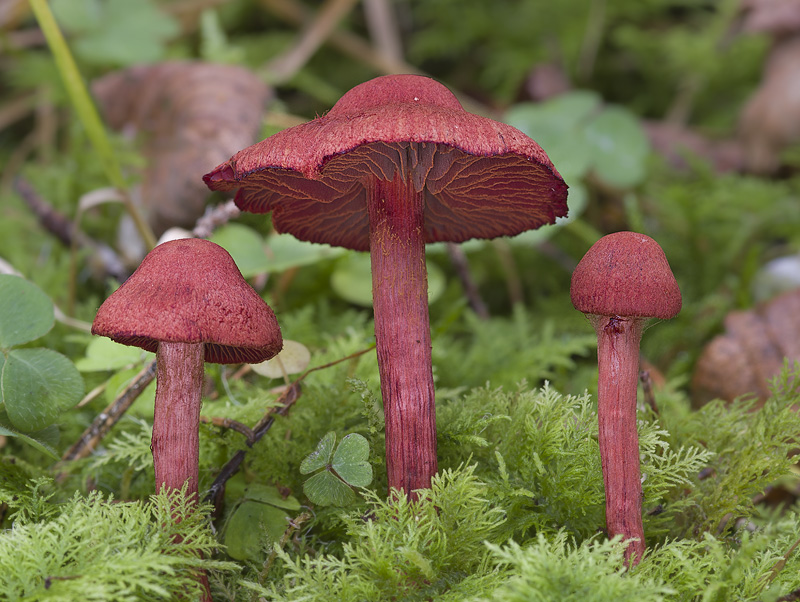 Cortinarius sanguineus